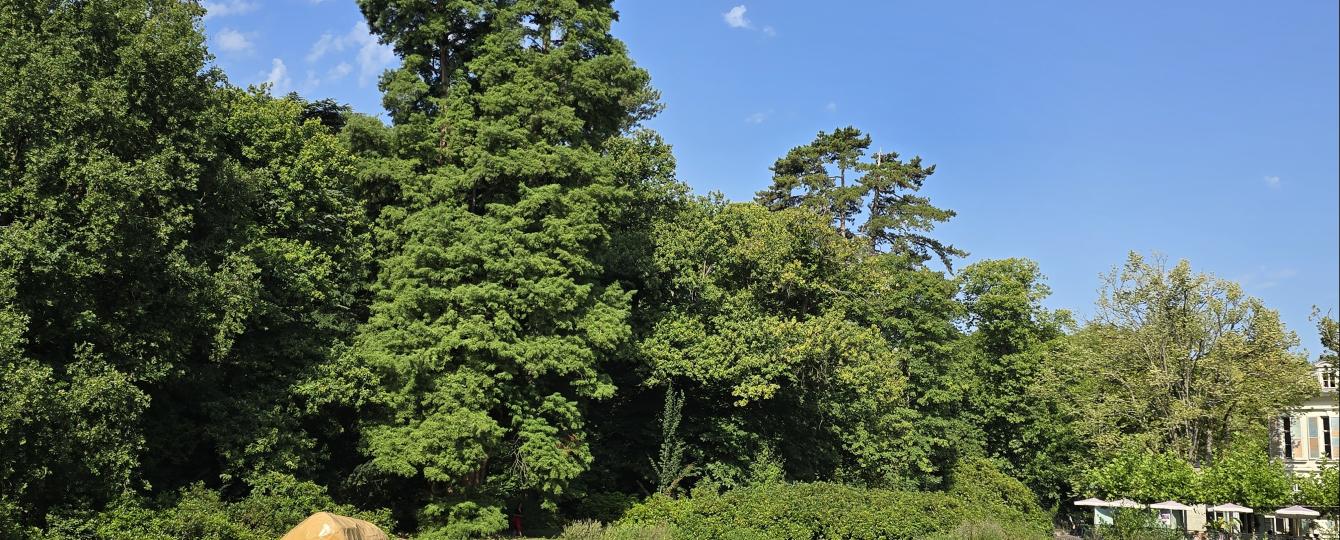 Zicht op bomen achter grasveld met kunstwerken