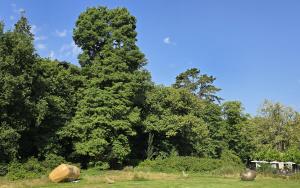 Zicht op bomen achter grasveld met kunstwerken