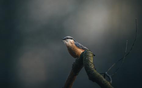 Vogel 'boomklever' op een tak in het Middelheimmuseum